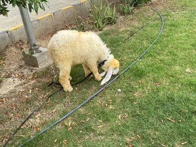dumba female nawabshah age 4 months