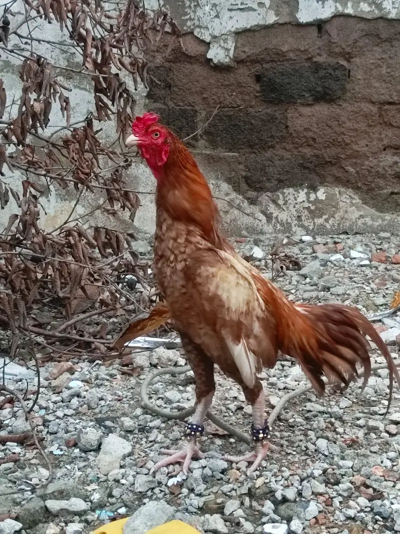 PEELA ZEHRILA PATHA READY FOR THE BIGGEST GAME — photo 2