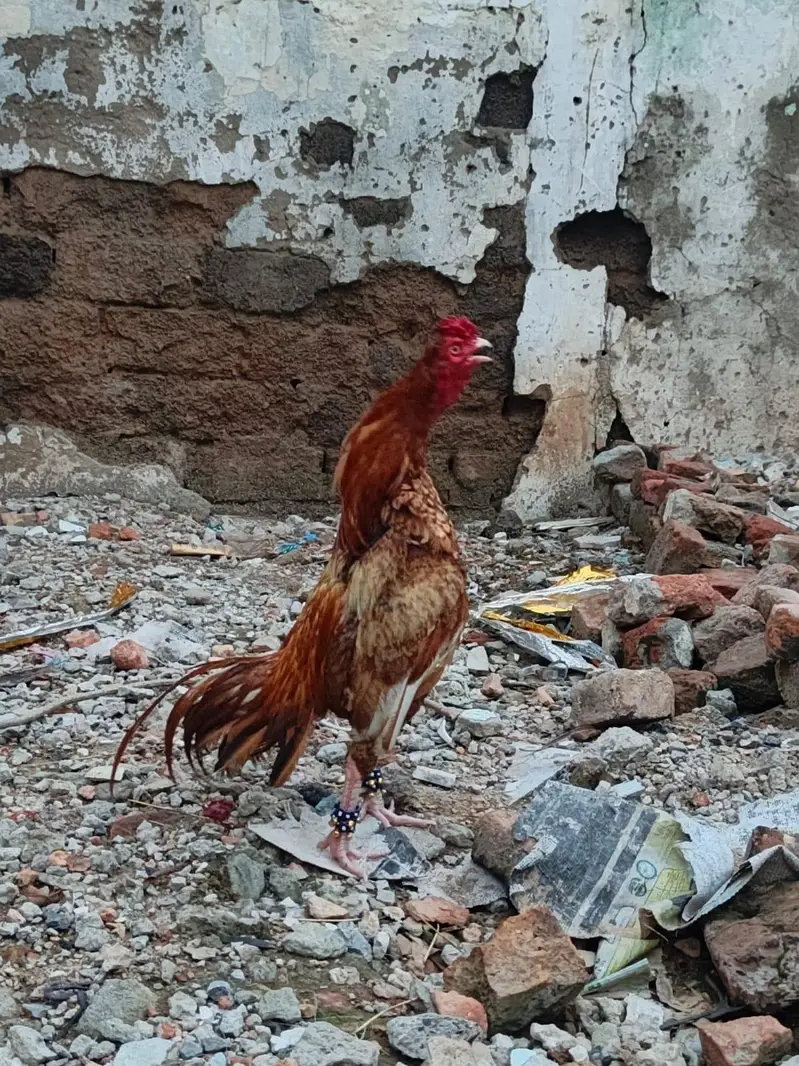 PEELA ZEHRILA PATHA READY FOR THE BIGGEST GAME — photo 3