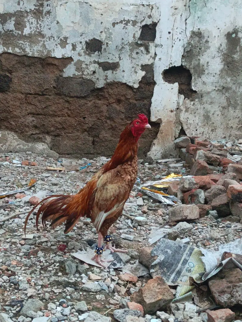 PEELA ZEHRILA PATHA READY FOR THE BIGGEST GAME — photo 4