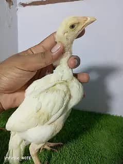 Aseel Heera chicks available