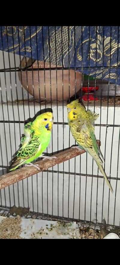 Hogo Double flower Pair