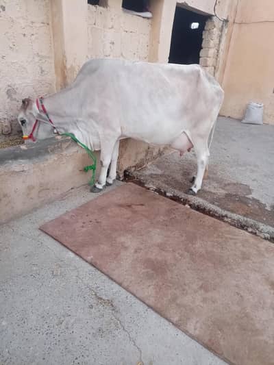 ساہیوال