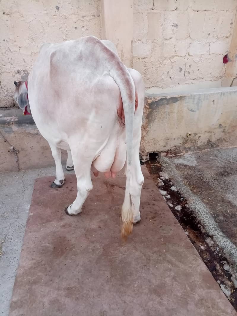 ساہیوال 1