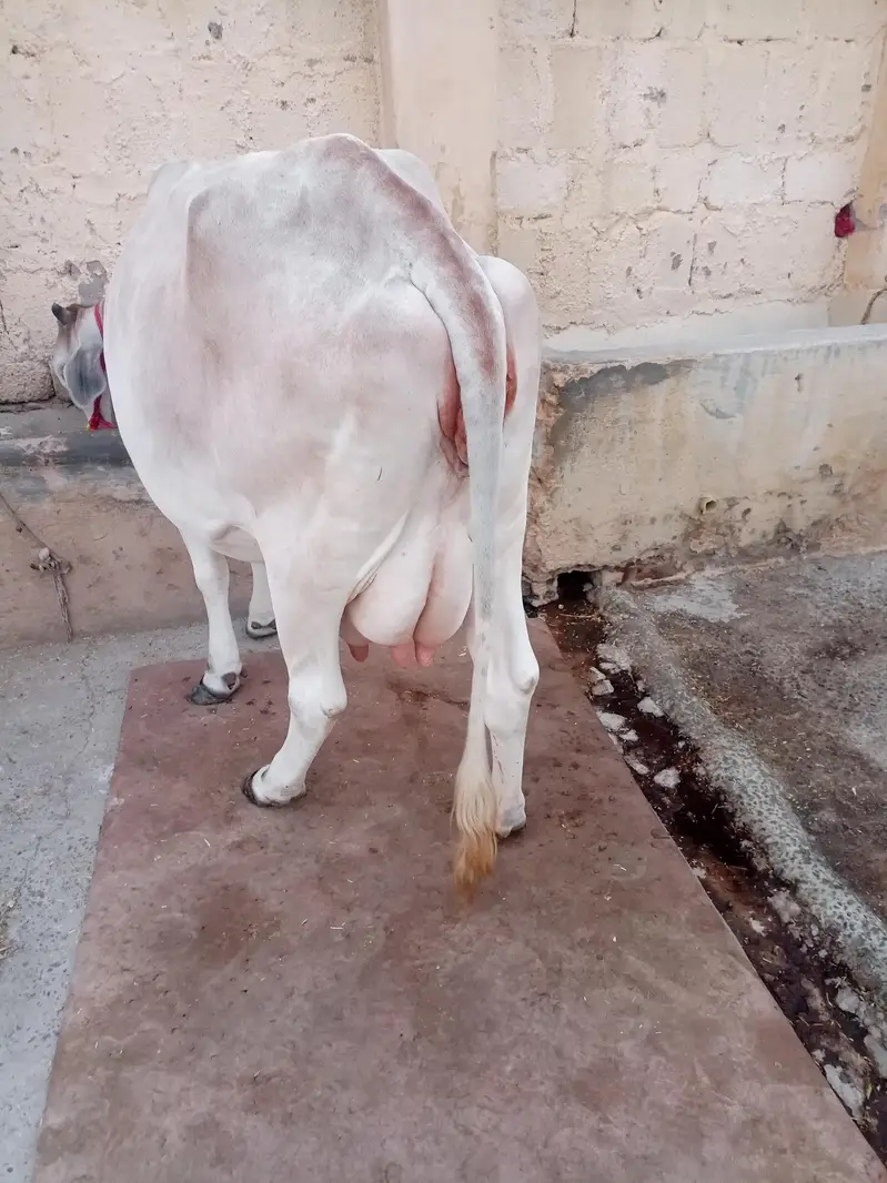 ساہیوال — photo 2