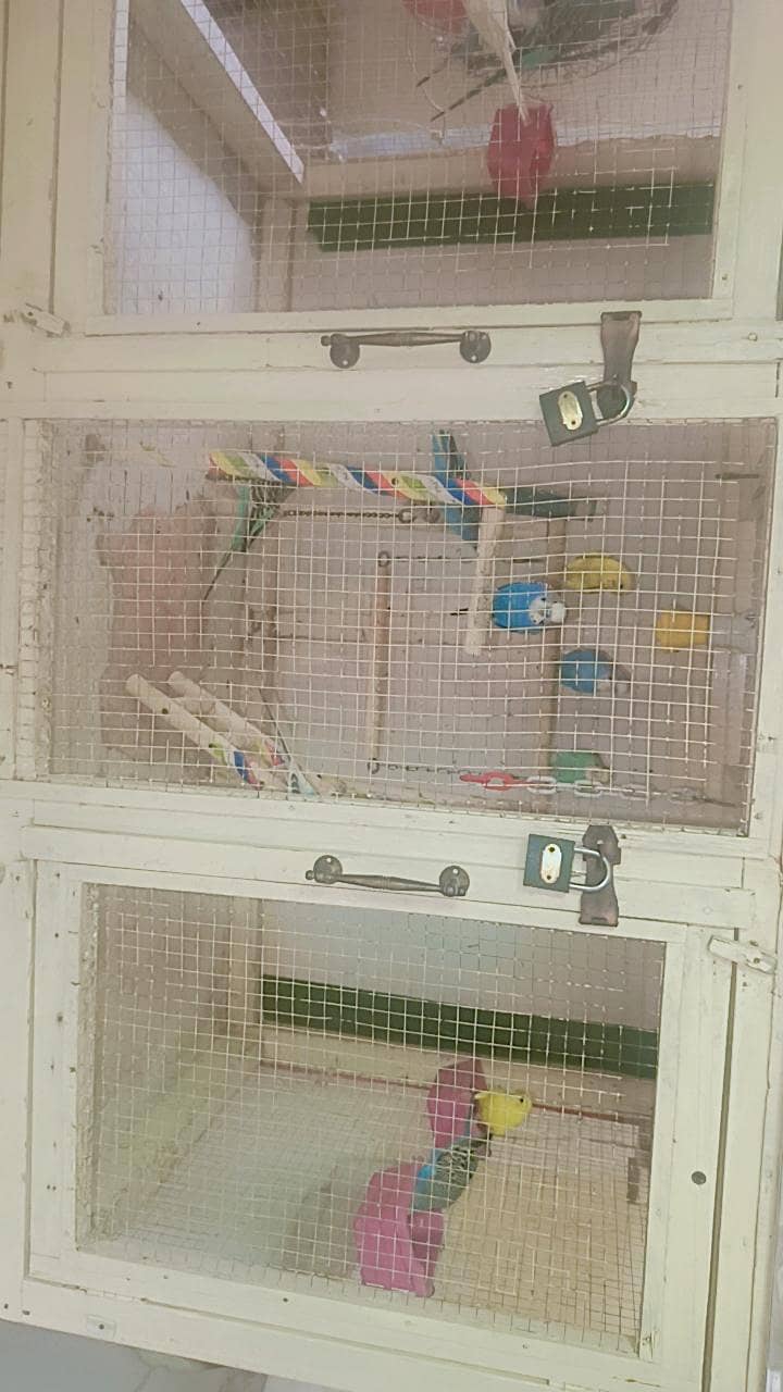 Active Birds 1