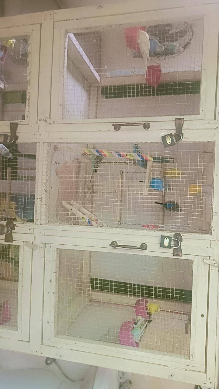 Active Birds 2