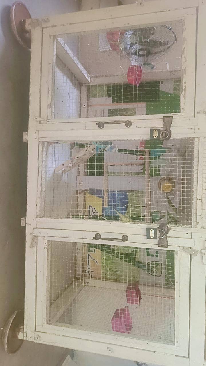 Active Birds 3