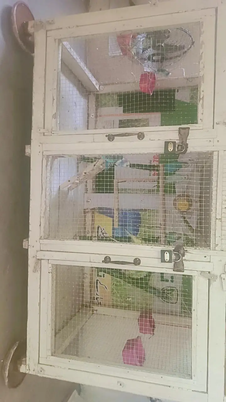 Active Birds — photo 4