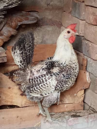 egg laying misri hens