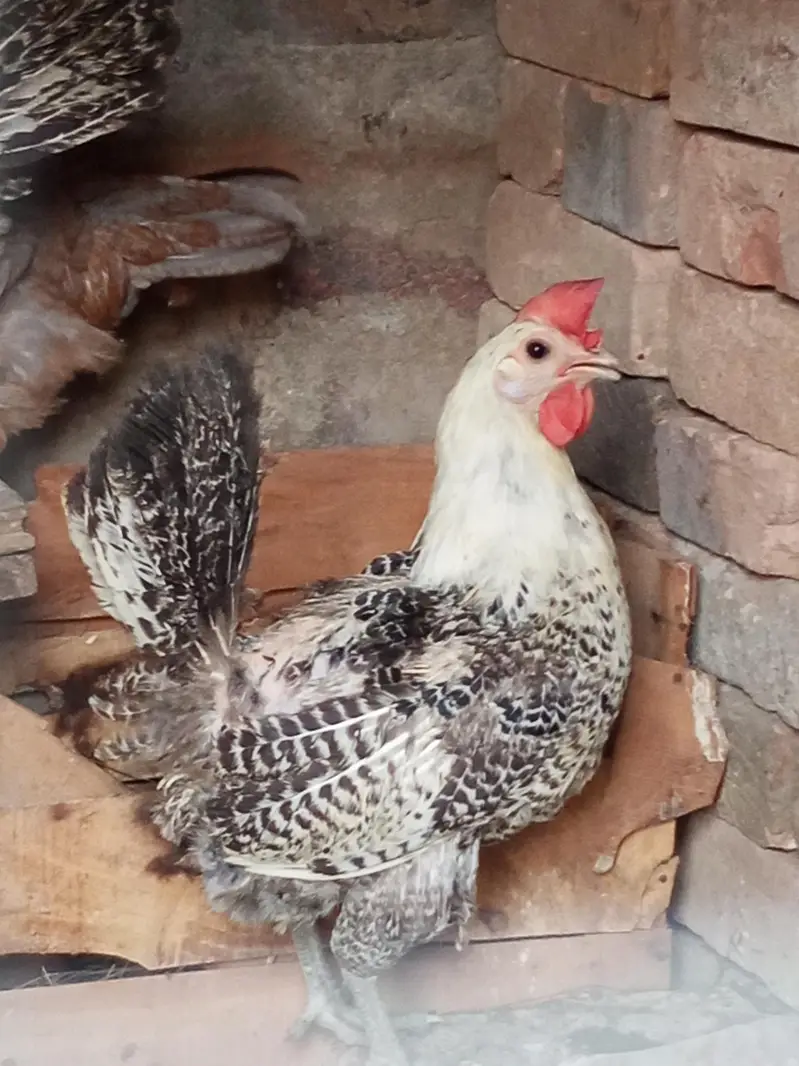 egg laying misri hens — photo 2