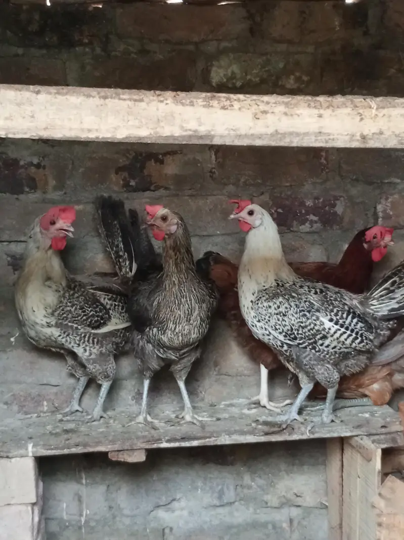 egg laying misri hens — photo 3