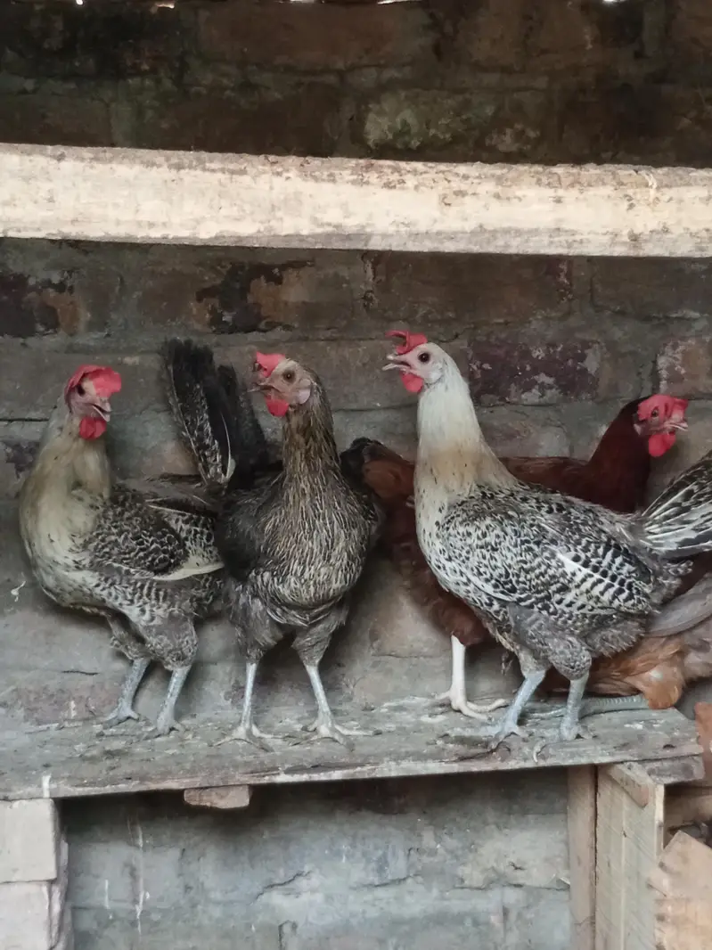 egg laying misri hens — photo 4