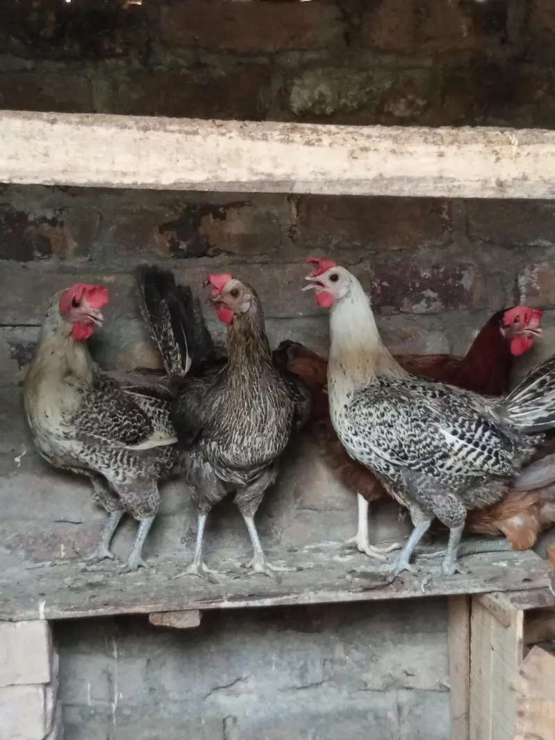 egg laying misri hens — photo 5