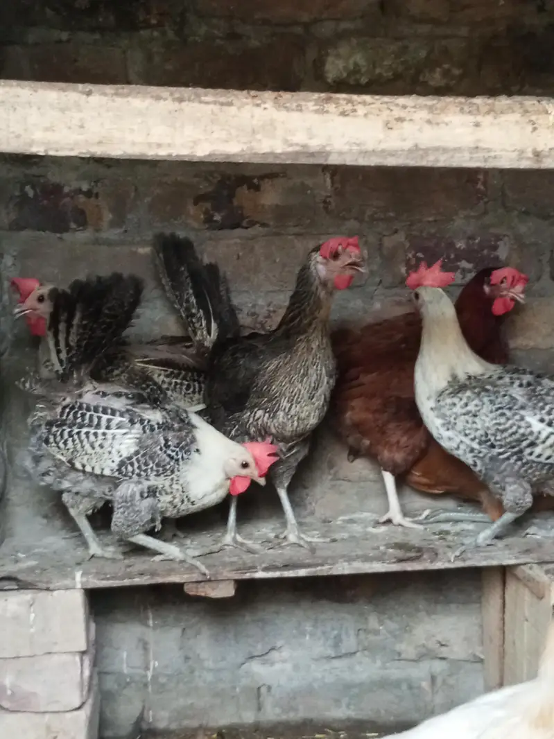 egg laying misri hens — photo 6