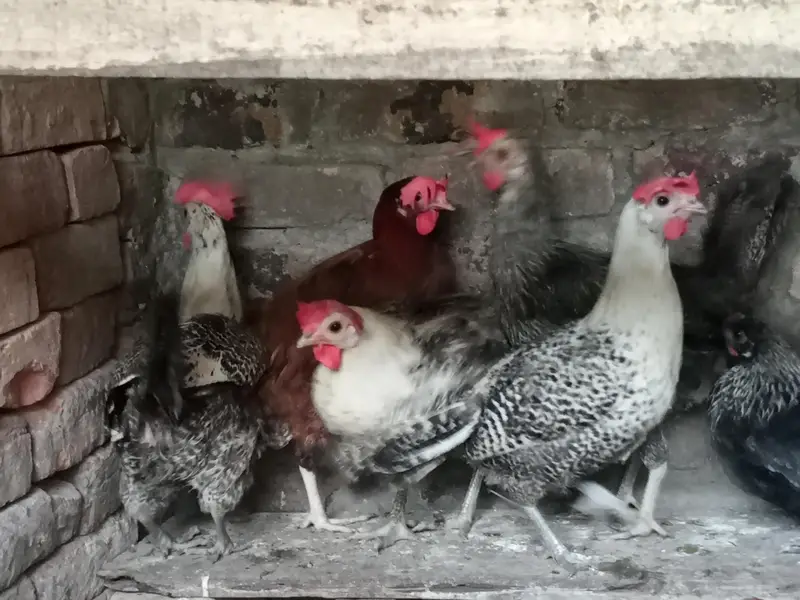 egg laying misri hens — photo 7