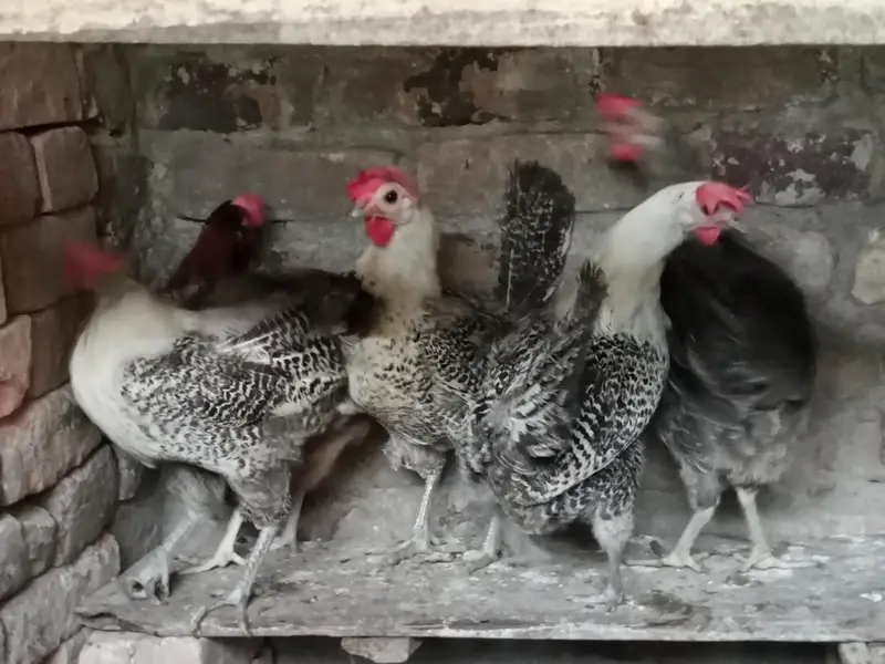 egg laying misri hens — photo 8