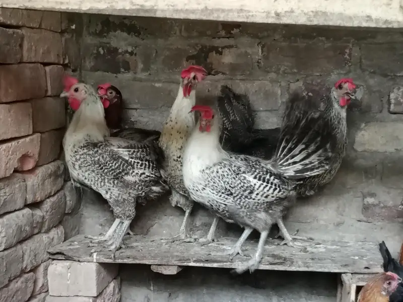 egg laying misri hens — photo 9