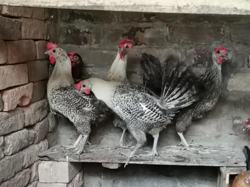 egg laying misri hens — photo 10