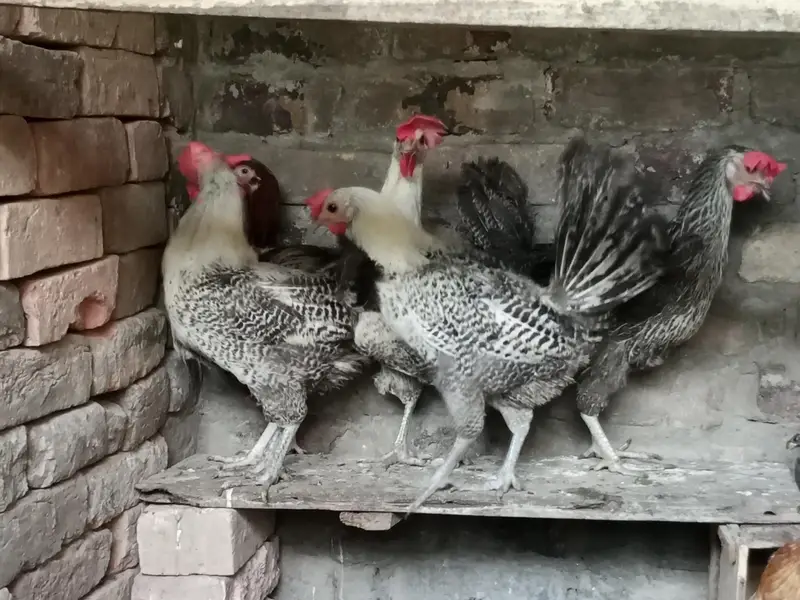 egg laying misri hens — photo 11