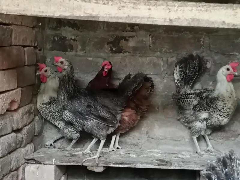 egg laying misri hens — photo 12
