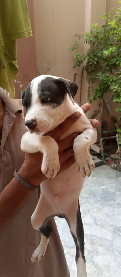 Pitbull puppy for urgent  sale