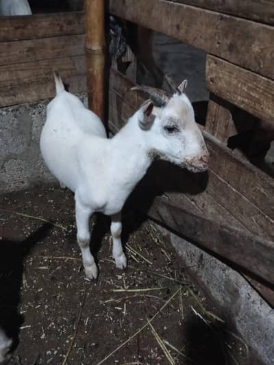 Tedda Bakra 8 Months