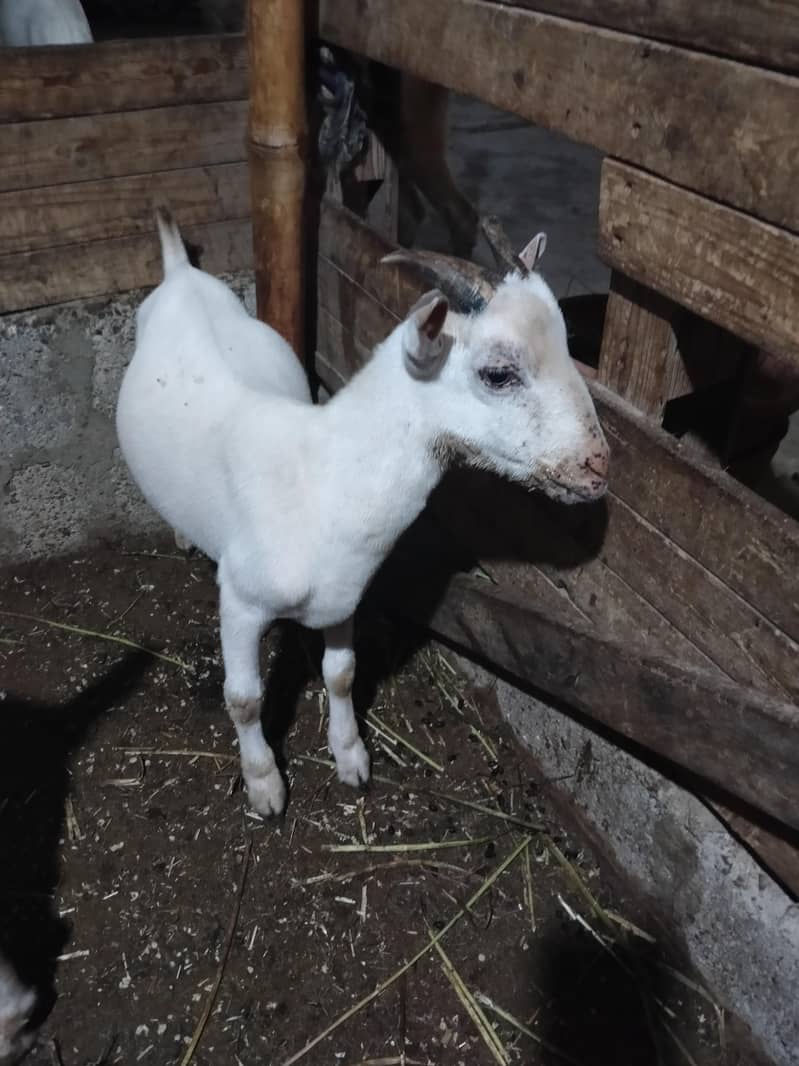 Tedda Bakra 8 Months 0