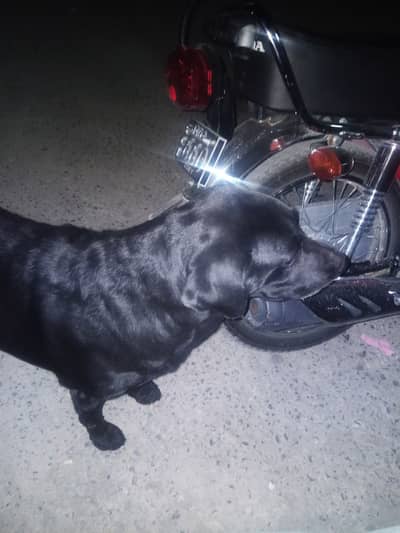 Labrador for urgent sale
