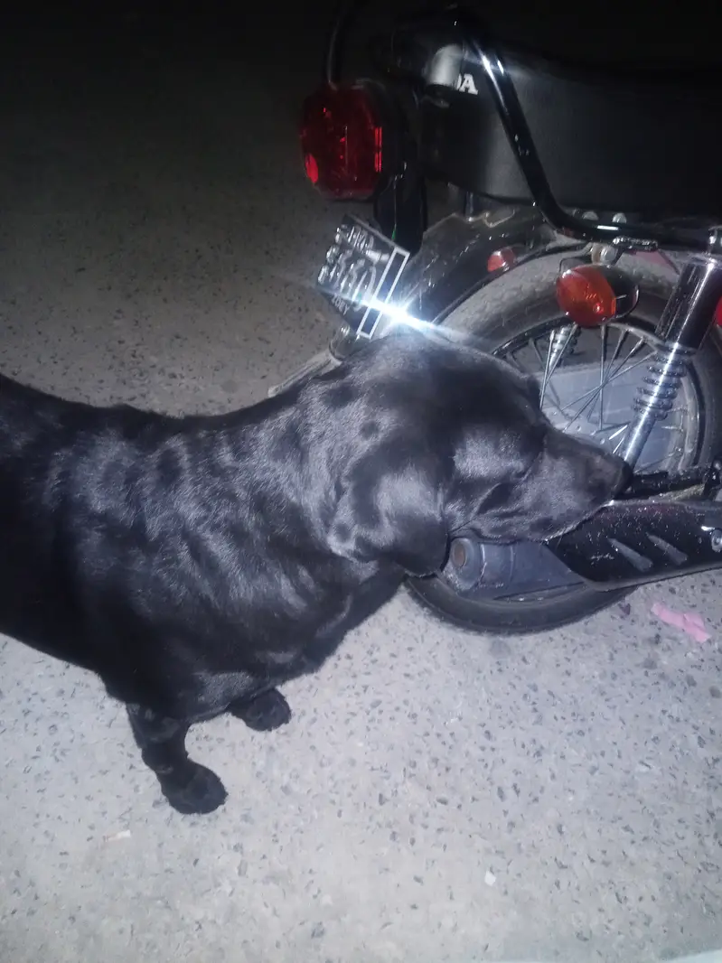 Labrador for urgent sale