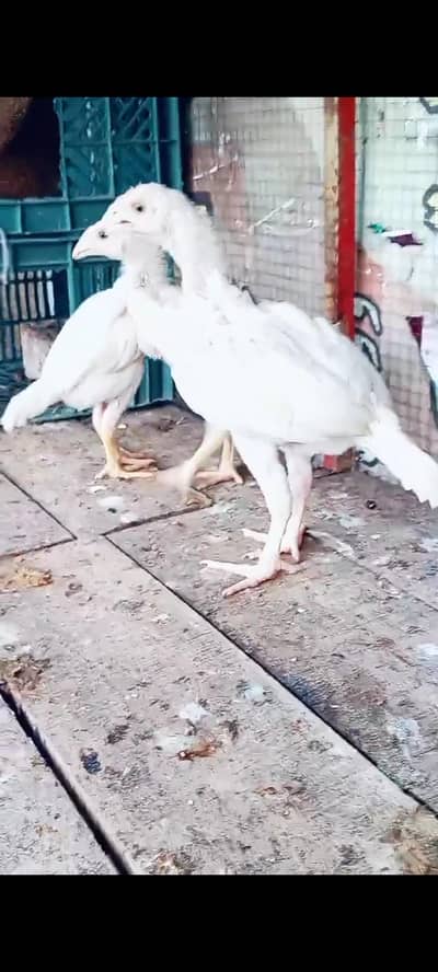 heera breed