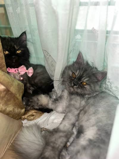 Persian kittens punch face pair available for sale