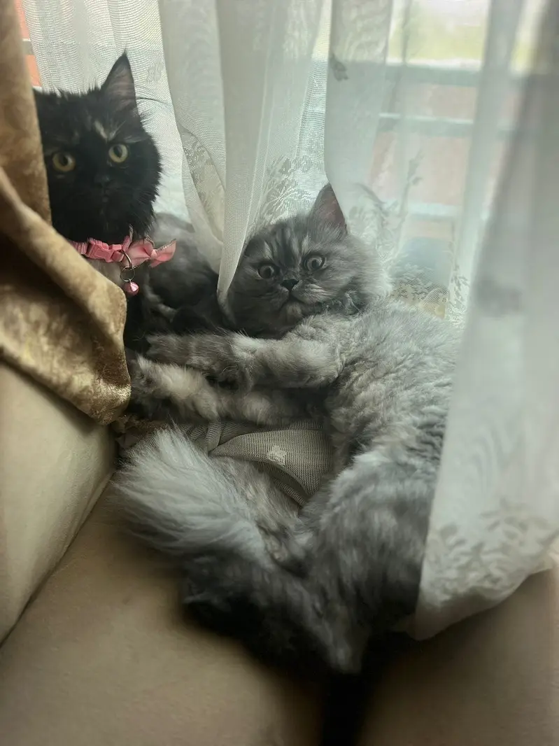 Persian kittens punch face pair available for sale — photo 2
