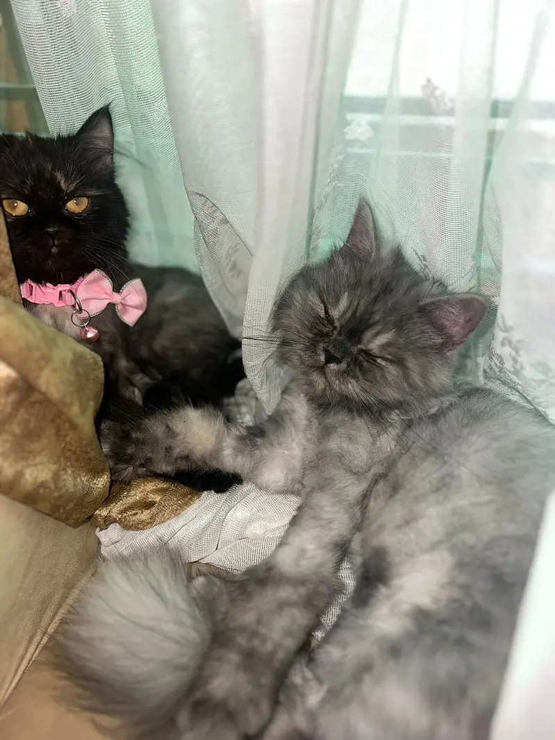 Persian kittens punch face pair available for sale — photo 3