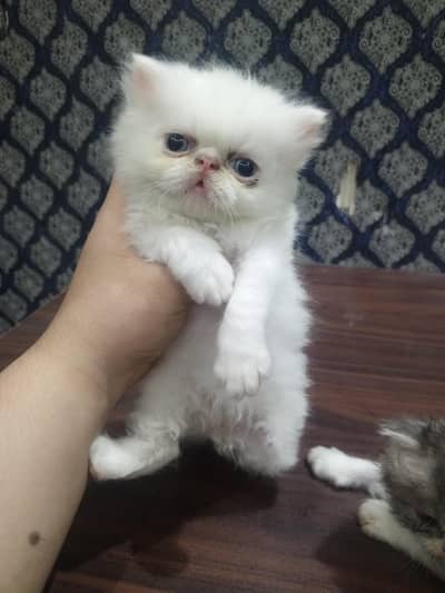piki face kitten mashallah on point features healthy  03316201707