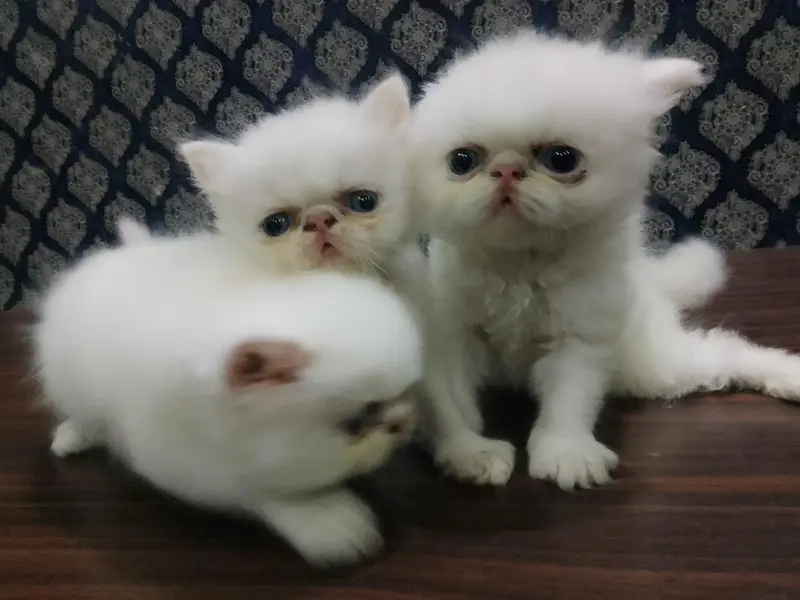 piki face kitten mashallah on point features healthy  03316201707 — photo 3
