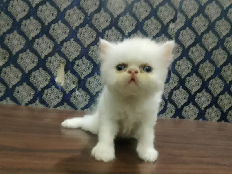 piki face kitten mashallah on point features healthy  03316201707 — photo 4