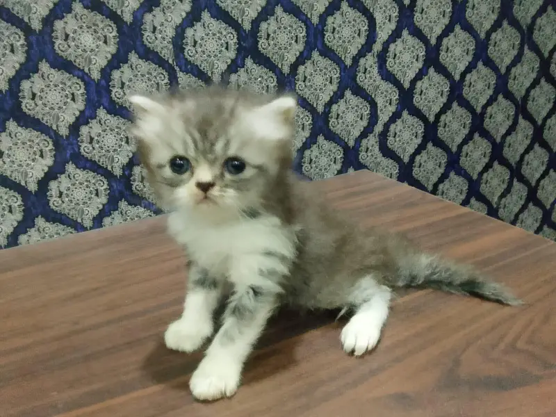 piki face kitten mashallah on point features healthy  03316201707 — photo 5