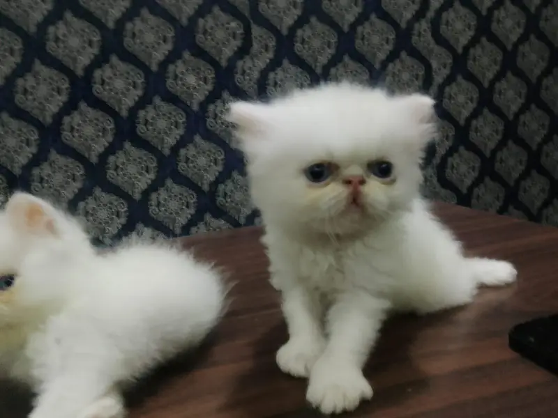 piki face kitten mashallah on point features healthy  03316201707 — photo 6