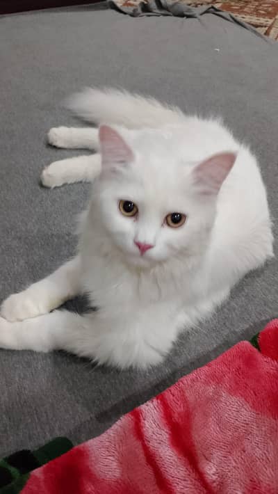 contact just cat lover,s