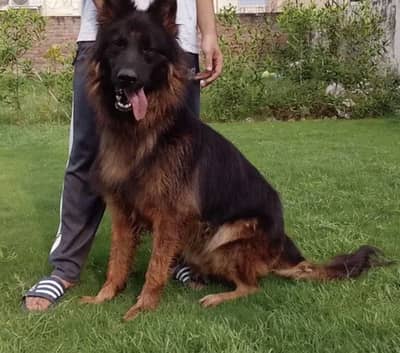 German shepherd male & Husky female for sale