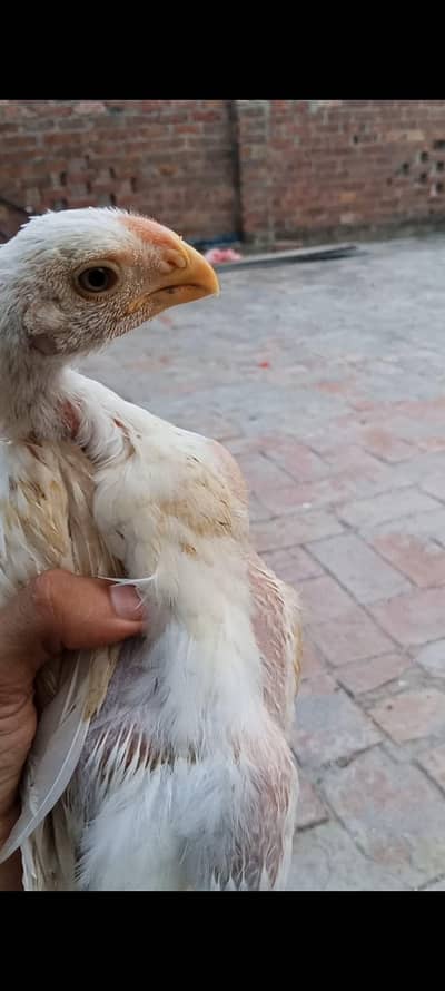 4 month parrot beak chicks