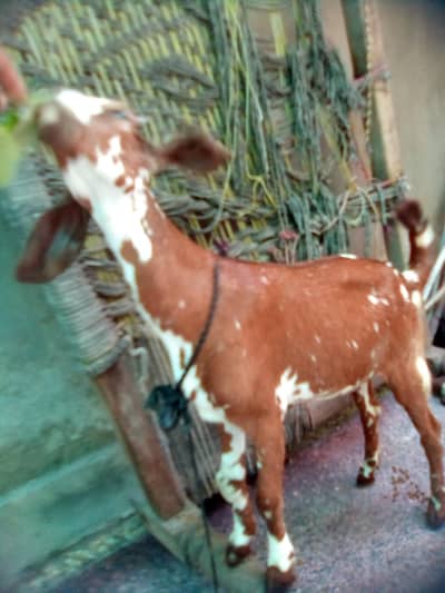argent for sale 0301_5227413