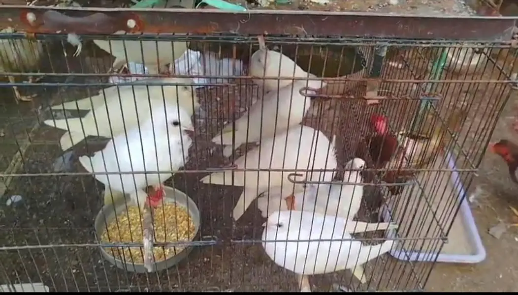 Fanci pegion available in PAKISTAN — photo 2