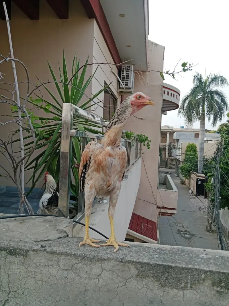 aseel patha healthy active — photo 3