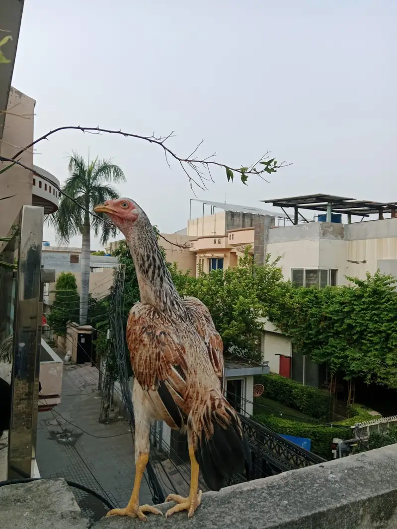 aseel patha healthy active — photo 4