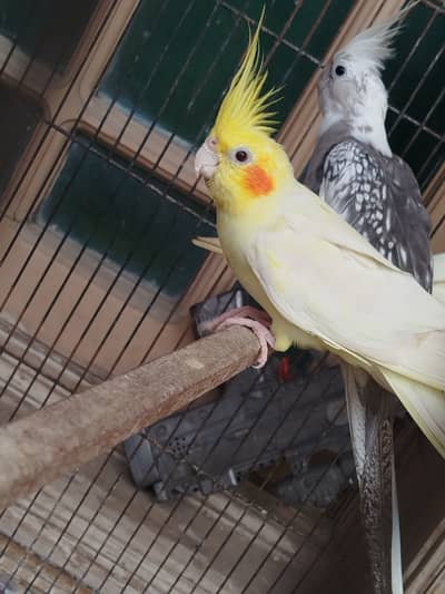 Cockatiels