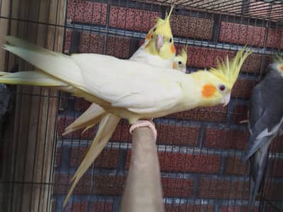 Cockatiels