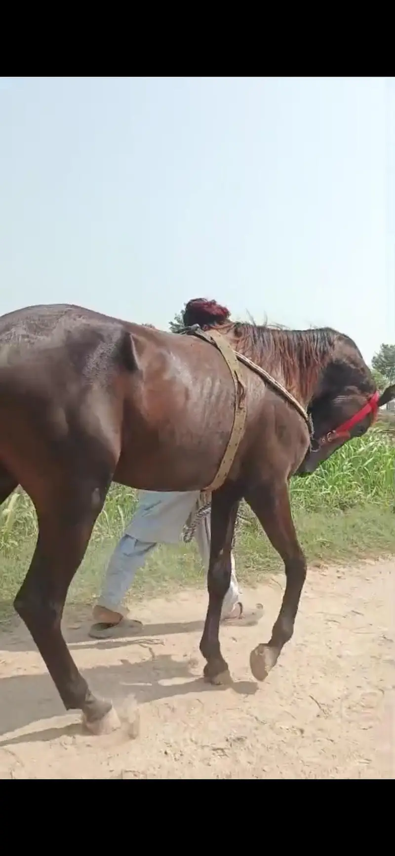 male horse argent sale