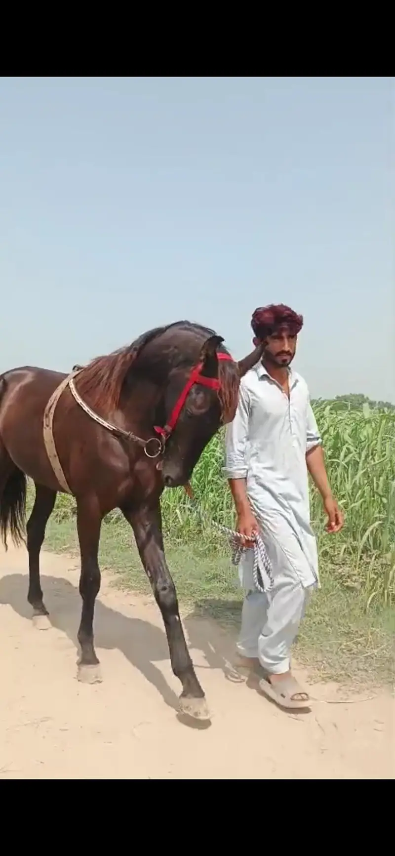 male horse argent sale — photo 3